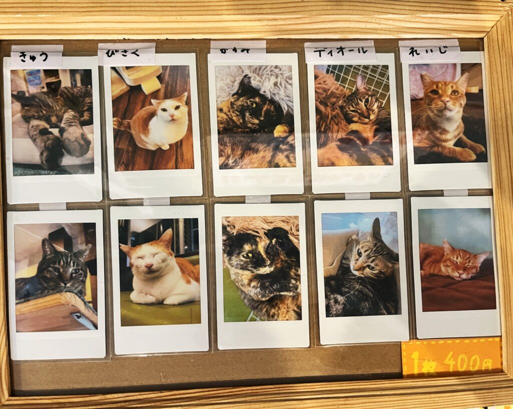 ねこ様専用 JILUKABoogieさん過去チェキ JILUKA Boogie チェキ Jiluka