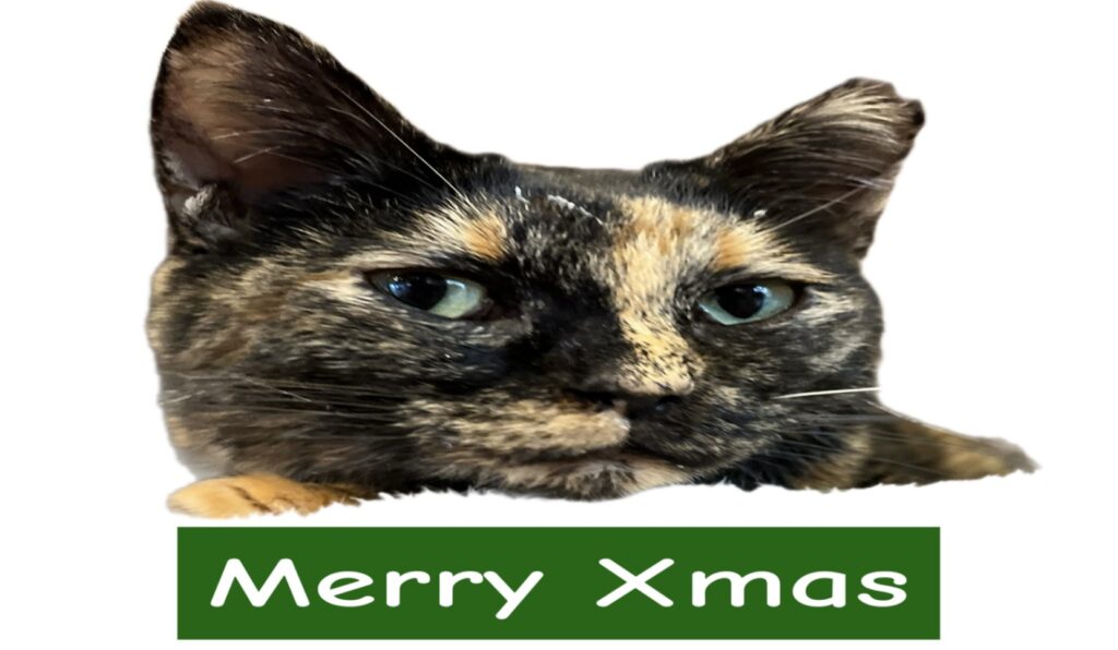 スタッフブログ | 寝屋川 ほごねこカフェ SU_NYAN（すーにゃん）